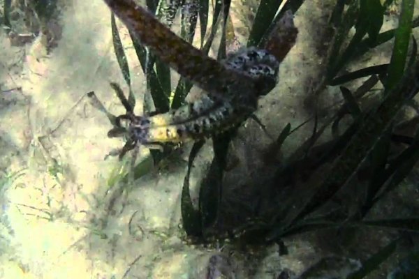 Krab10 cc листинг 2017