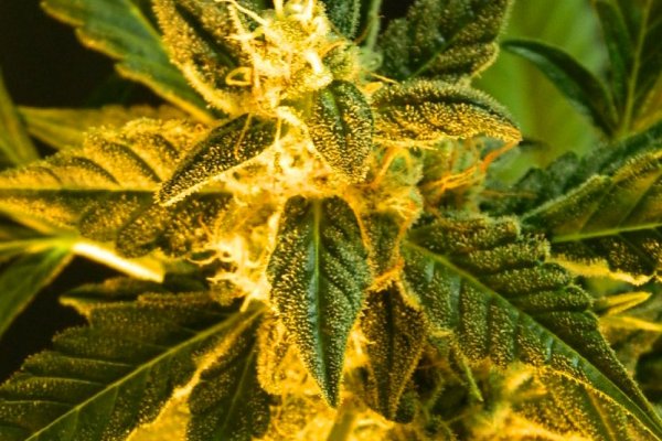 Кракен официальный сайт инвестиции криптовалюта