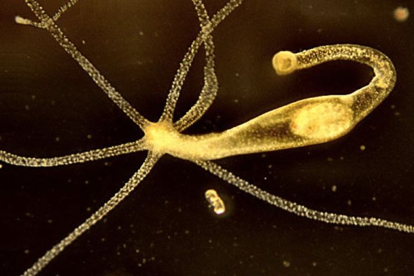 Кракен ссылка официальная обмен