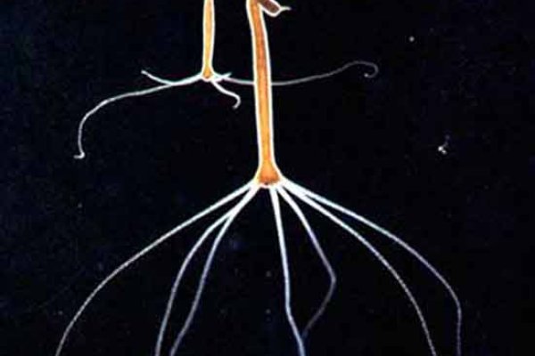 Krab4 at кошелек