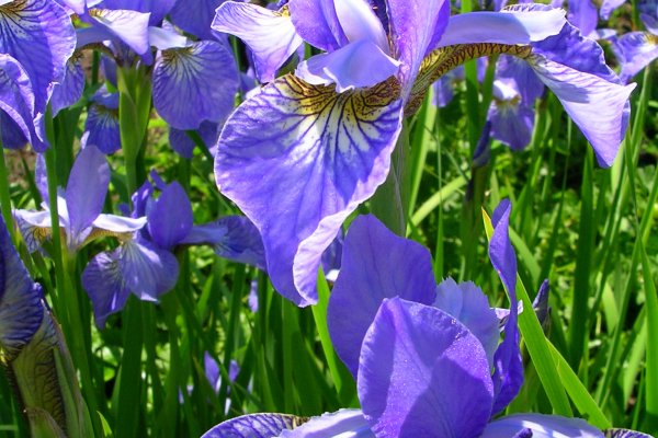 Где купить кракен обмен криптовалюты