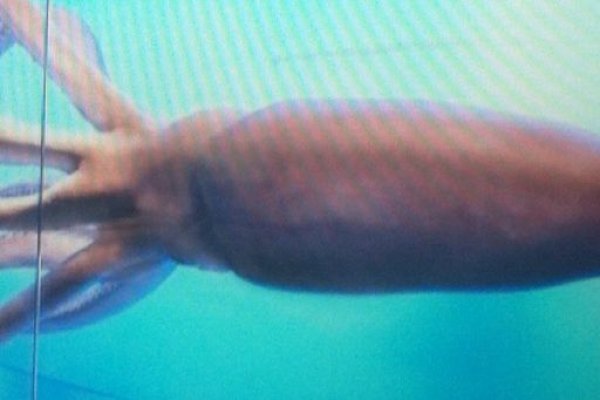 Krab4 at торговля криптовалютой