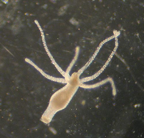 Площадки kraken купить криптовалюту